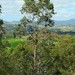 Maiden's Blue Gum - Photo (c) Max Campbell, some rights reserved (CC BY), uploaded by Max Campbell