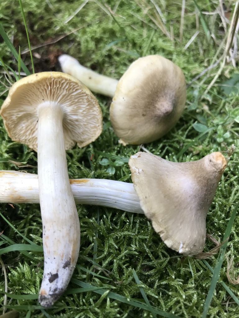 Tricholoma subaureum