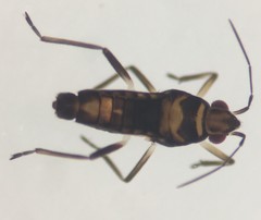 Microvelia albonotata