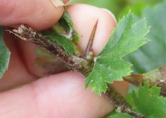 Crataegus × cogswellii