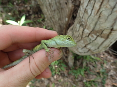 Diploderma polygonatum polygonatum