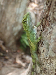 Diploderma polygonatum polygonatum