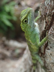 Diploderma polygonatum polygonatum