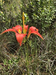 Lilium catesbaei image