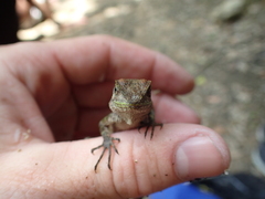 Diploderma polygonatum polygonatum