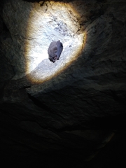 Corynorhinus mexicanus