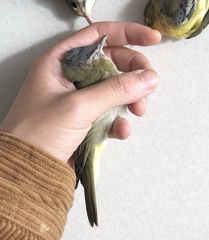 Vireo olivaceus