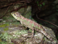Diploderma polygonatum polygonatum