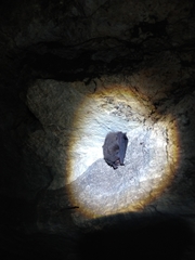 Corynorhinus mexicanus