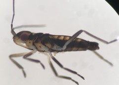 Microvelia albonotata