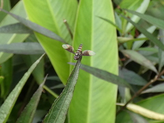 Ocyptamus antiphates