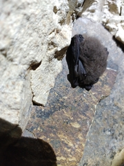 Corynorhinus mexicanus