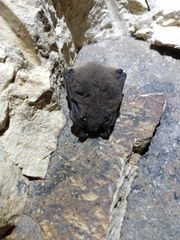 Corynorhinus mexicanus