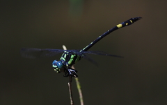Megalogomphus ceylonicus