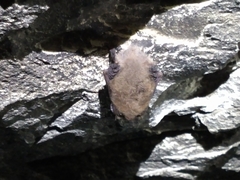 Corynorhinus mexicanus