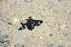 Hyperalonia chilensis