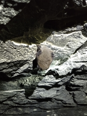 Corynorhinus mexicanus