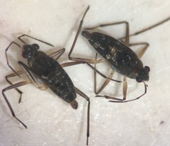 Microvelia americana