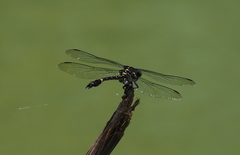 Megalogomphus sommeri
