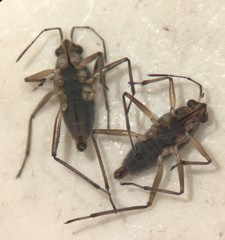 Microvelia americana