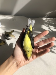 Piranga olivacea