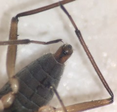 Microvelia americana