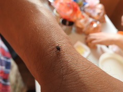 Hyalomma