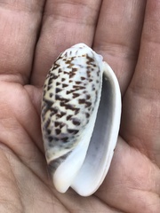 Oliva tigrina