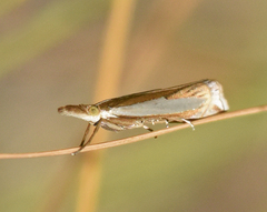 Crambus cyrilellus