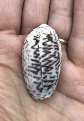 Oliva tigrina