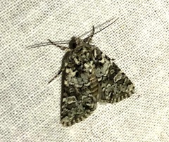 Lacinipolia strigicollis