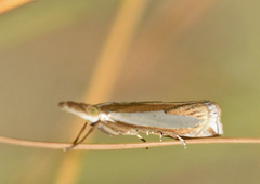 Crambus cyrilellus