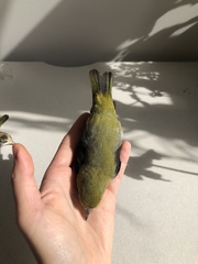 Piranga olivacea