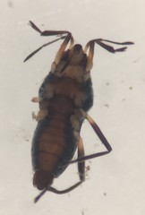 Microvelia pulchella