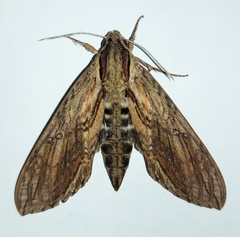 Lintneria merops