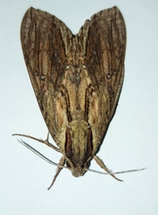 Lintneria merops