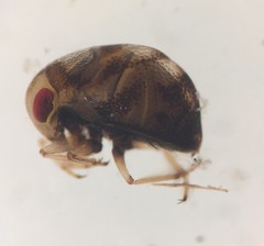 Neoplea striola