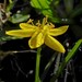 Hypoxis hygrometrica hygrometrica - Photo (c) Max Campbell, some rights reserved (CC BY), uploaded by Max Campbell