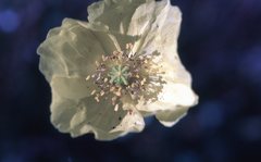 Papaver radicatum alaskanum