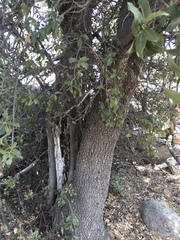 Quercus peninsularis