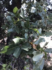 Quercus peninsularis