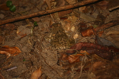 Fejervarya sakishimensis