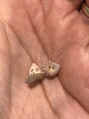 Jujubinus suarezensis