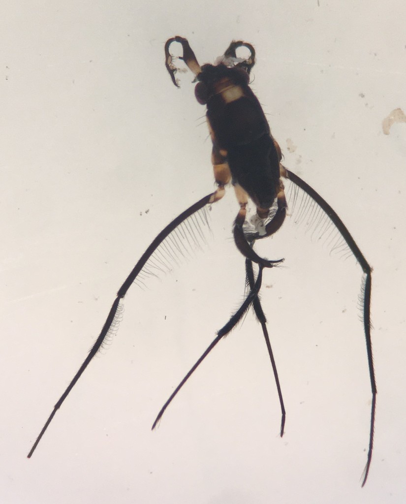 Rheumatobates palosi