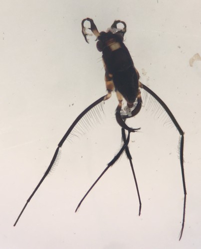 Rheumatobates palosi
