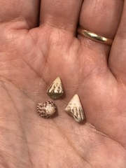 Jujubinus suarezensis