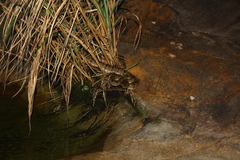 Protobothrops elegans