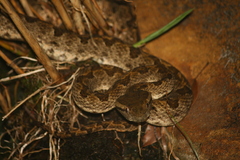 Protobothrops elegans