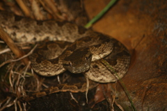 Protobothrops elegans