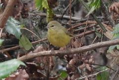 Leiothlypis celata orestera